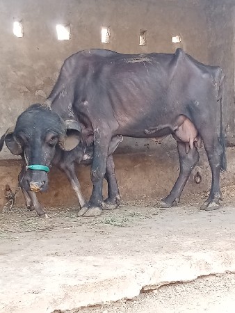 ભેંસ વેચવાની છે