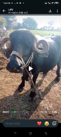 ભેંસ વેસવની છે 2 વેતર