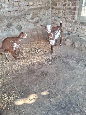 બરબરી બકરી બે બચા વેચવાનાછે