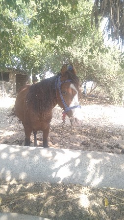 ઘોડો વેંચવાનો છે