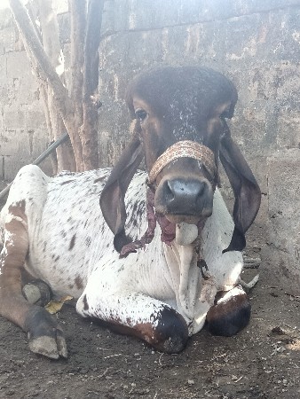 ગીર વાછડો દેવા નો છે