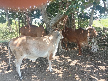 આ ત્રણ ગાયું વેચવાની છે