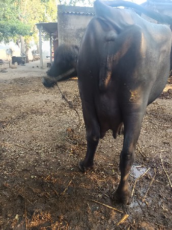 ભેસ