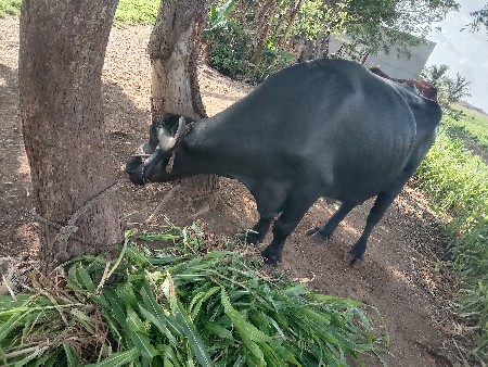 ભેંસ વેચવાની છે