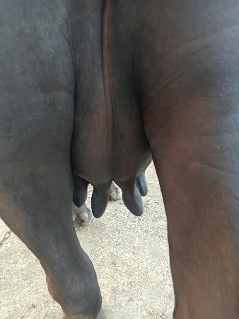 ભેંસ વેચવાની છે