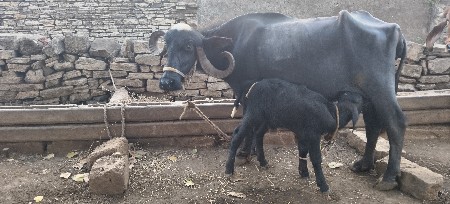 ભેંસ વેચવાની છે