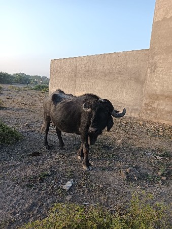 ભેસ‌ વેસવાનીસે