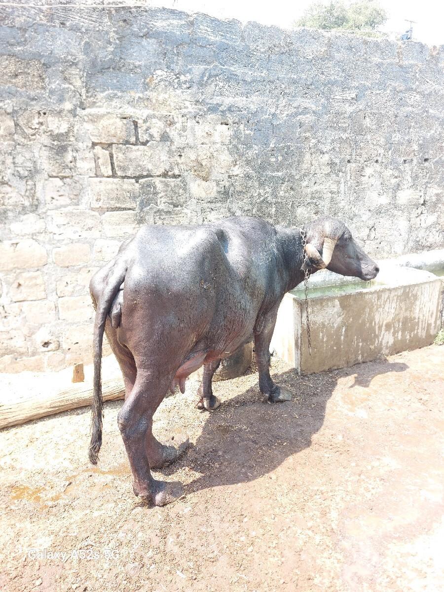 ભેંસ વેચવાની છે
