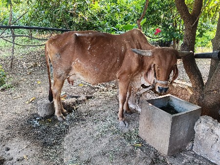 ગાય વેચવા ની છે