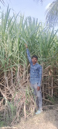 ઘાસ સારા માઁ શેરડી દેવાની સે
