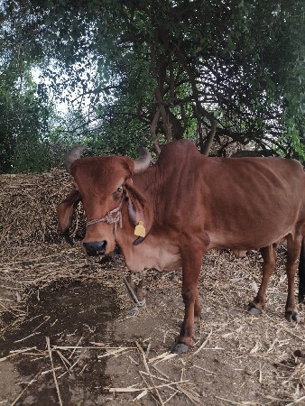 હોળકી વેચવા ની છે