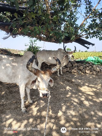 3 ઘર ના ફૂલ જવાબદારી