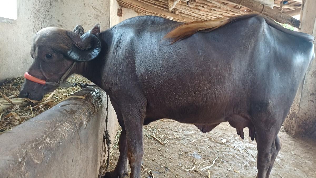 ભેંસ વેચવાની છે