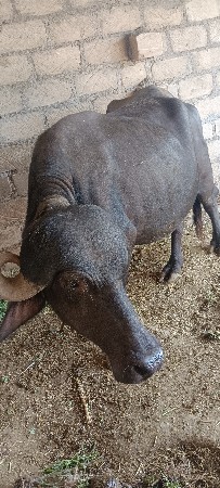 ભેંશ વેચવાની છે