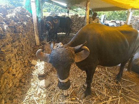 જાફરાબાદી બીજા વેતર ની ખડેલી