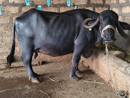 ભેંસ વેચવાની છે