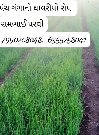પંચ ગંગાનો ઘાવરીયો રોપ
