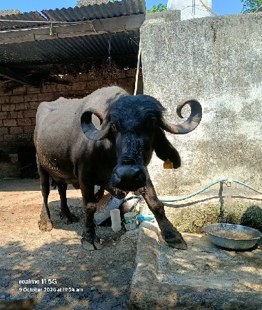 ભેંસ વેચવાની છે