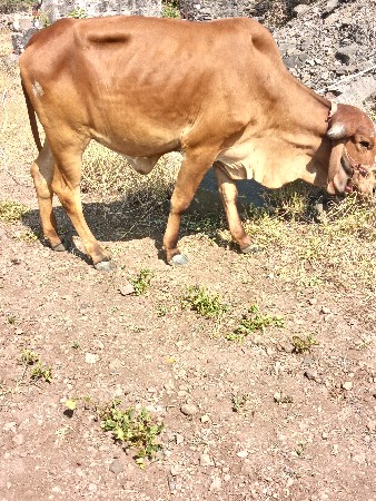 હોળકી વેચવાની છે