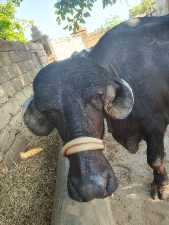 ભેંશ વેસવાની છે