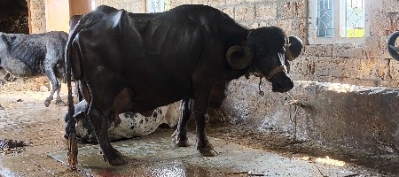 ભેસ વેસવાનિ છે