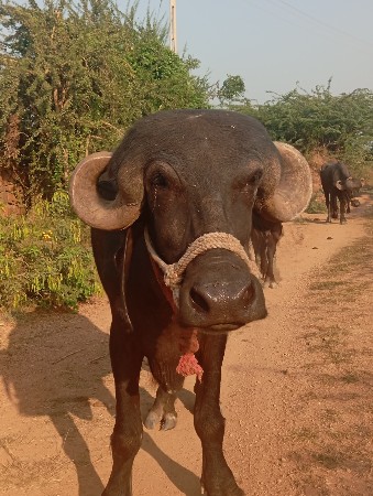 ખણલુવેચવાનીશે૫પાચમયનાનુગાભણ