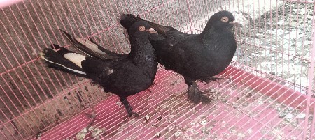 કબુતર વેચવાના છે
