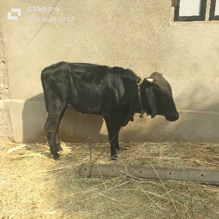 આ વાસડી વેચવાની છે