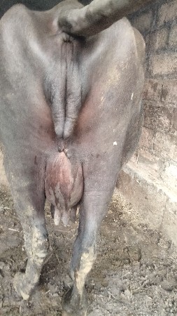 ત્રીજું વેતર વિહાહે