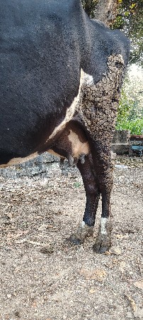 h f  બે ગાયો આપવાની શે