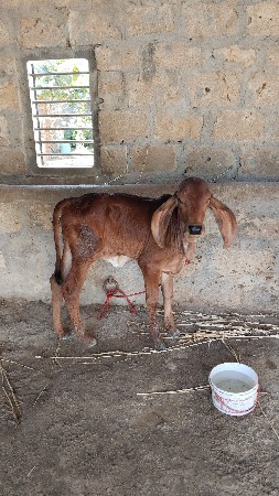 ગીર