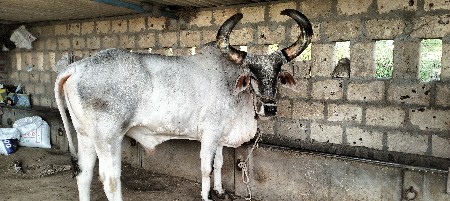 બળદ વેચવાના છે