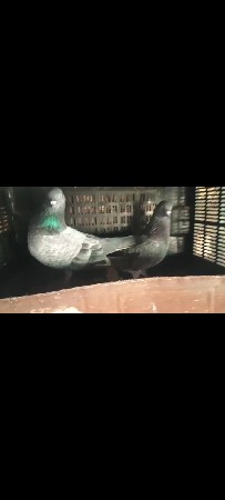 આજ ઓટો વેચવાનો છે