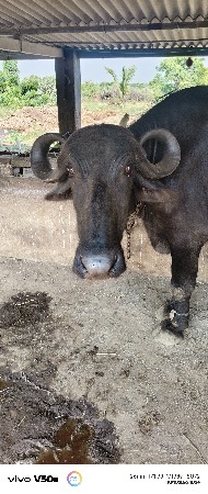 ભેંસ