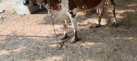 ગાય‌.   વેચવાની છે