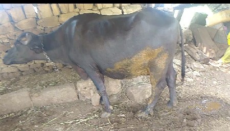 ભેંસ વેચવાની છે
