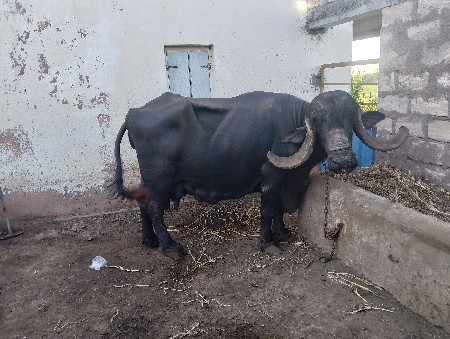 ભેંસ વેચવાની છે