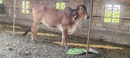 gldb પુષ્કર