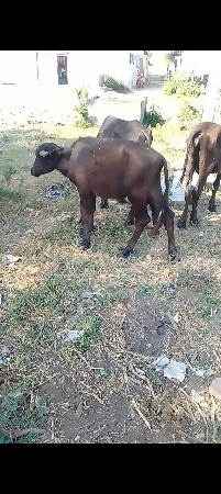 kutta
