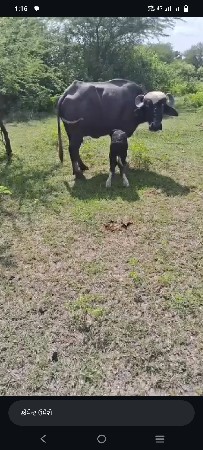 ભેંશ વેચવા નીછે