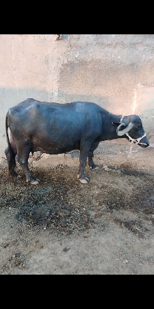 ભેસ વેચવાની છે