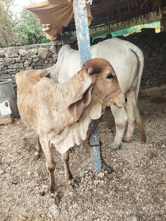 બે વાંસળી દેવાની સે