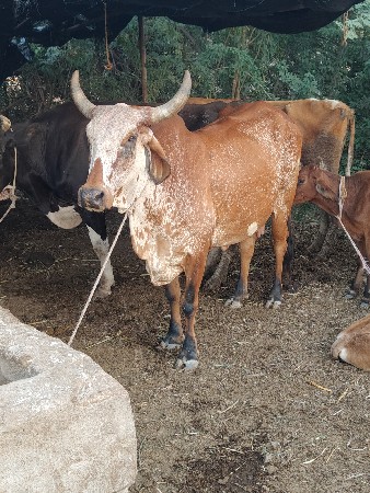 3 વેતર મા 15 દિવસ ની કાચી