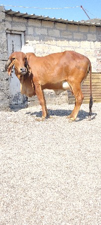 ઓરીજનલ ગીર હોડકી વેચવાની છે