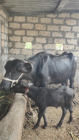 જાફરી વ્યાલ ખડેલી