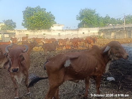 ગાયનો તબેલો વેચવાનો છે
