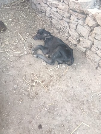 ભેસ વેસવાની છે
