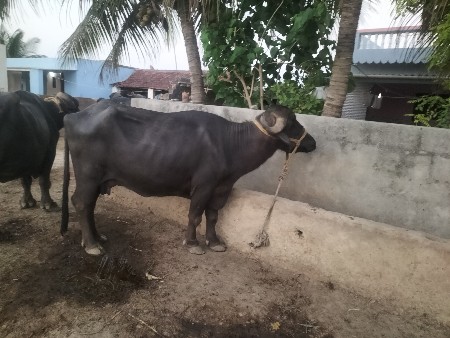 2 વેતર દોઈ છે