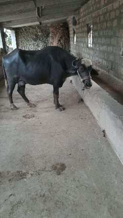 ભેંસ વેચવાની છે