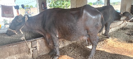 vechvani che